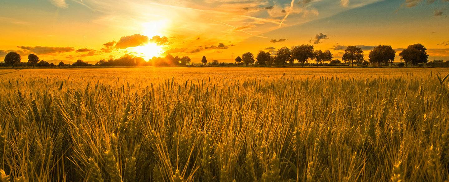 現(xiàn)代農(nóng)業(yè)的發(fā)展離不開智庫(kù)