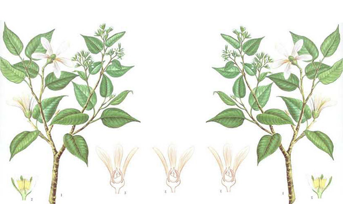 成為全球龍腦產(chǎn)業(yè)的引領(lǐng)者，遠(yuǎn)景智庫為新晃龍腦制定發(fā)展戰(zhàn)略規(guī)劃